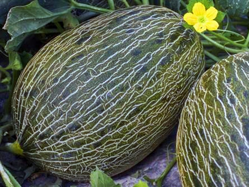 Melón - La huerta de mangas verdes